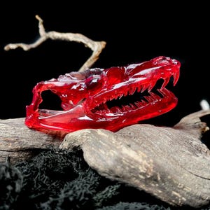 May include: A translucent red reptile skull with sharp teeth rests on weathered wood and black moss against a black background. The skull's details are visible, showcasing its intricate structure. A small branch extends above the skull.