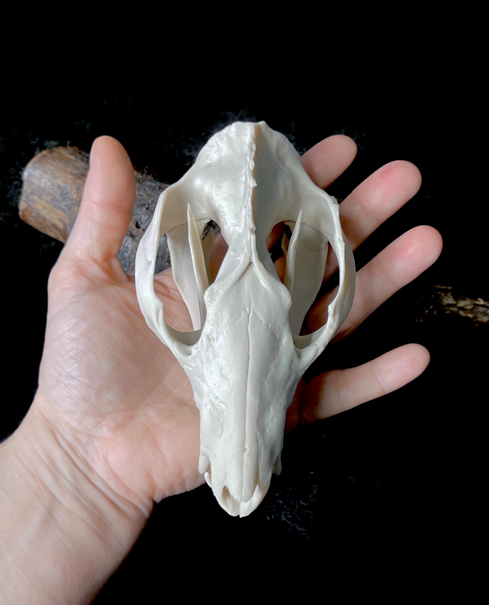 高品質 オポッサムの頭骨 ★ M サイズ オポッサムの頭蓋骨のレプリカ：8K樹脂、博物館品質 - Etsy 日本