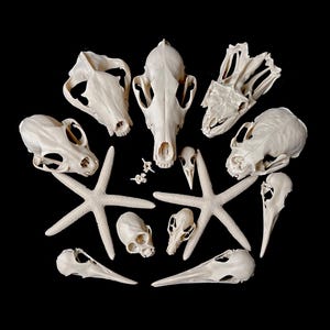 Op de afbeelding: Een verzameling verschillende dierenschedels en witte zeesterren op een zwarte achtergrond. De schedels variëren in grootte en vorm, sommige lijken op vogelschedels. De zeesterren zijn vijfpuntig en voegen een textuurcontrast toe.