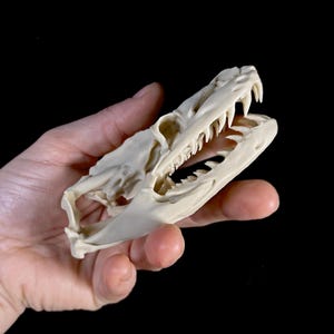Op de afbeelding: Een gedetailleerde, gebroken witte replica van een reptielen schedel, met scherpe tanden en een ingewikkelde botstructuur. De schedel wordt in een hand gehouden tegen een zwarte achtergrond, wat het realistische ontwerp en de textuur benadrukt. Ideaal voor educatieve doeleinden of als uniek decoratief stuk.