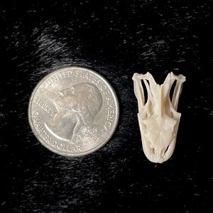 May include: A small, off-white reptile skull next to a United States quarter. The skull is detailed, with visible bone structure. The quarter shows the profile of George Washington and the words "Liberty" and "Quarter Dollar".