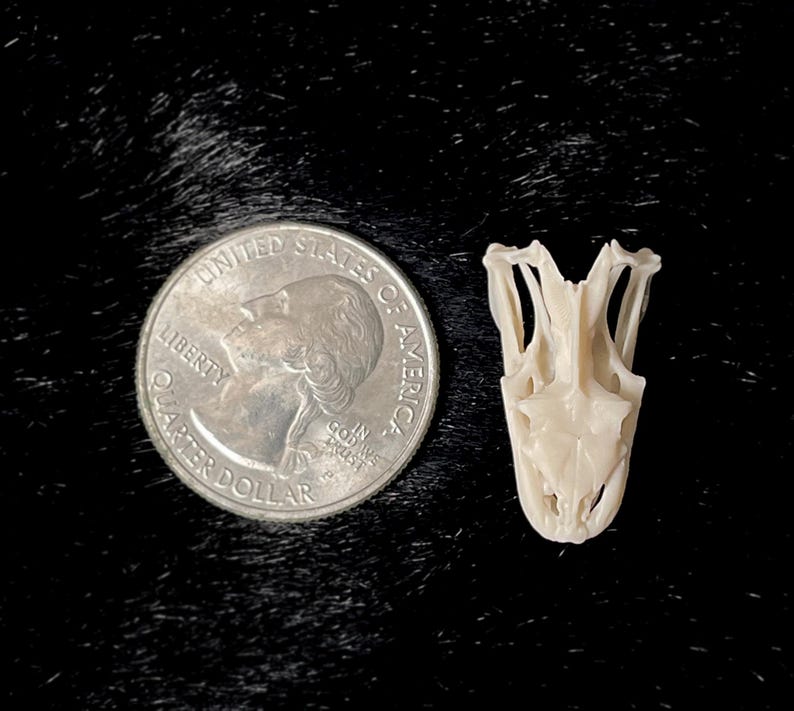 May include: A small, off-white reptile skull next to a United States quarter. The skull is detailed, with visible bone structure. The quarter shows the profile of George Washington and the words "Liberty" and "Quarter Dollar".