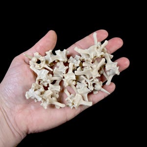 Puede incluir: Un conjunto de pequeñas vértebras blanquecinas, probablemente de un animal, se muestran en una mano abierta sobre un fondo negro. Los huesos tienen un aspecto detallado y texturizado, con varias protuberancias y aberturas. La imagen sugiere un enfoque en la historia natural o el estudio anatómico.