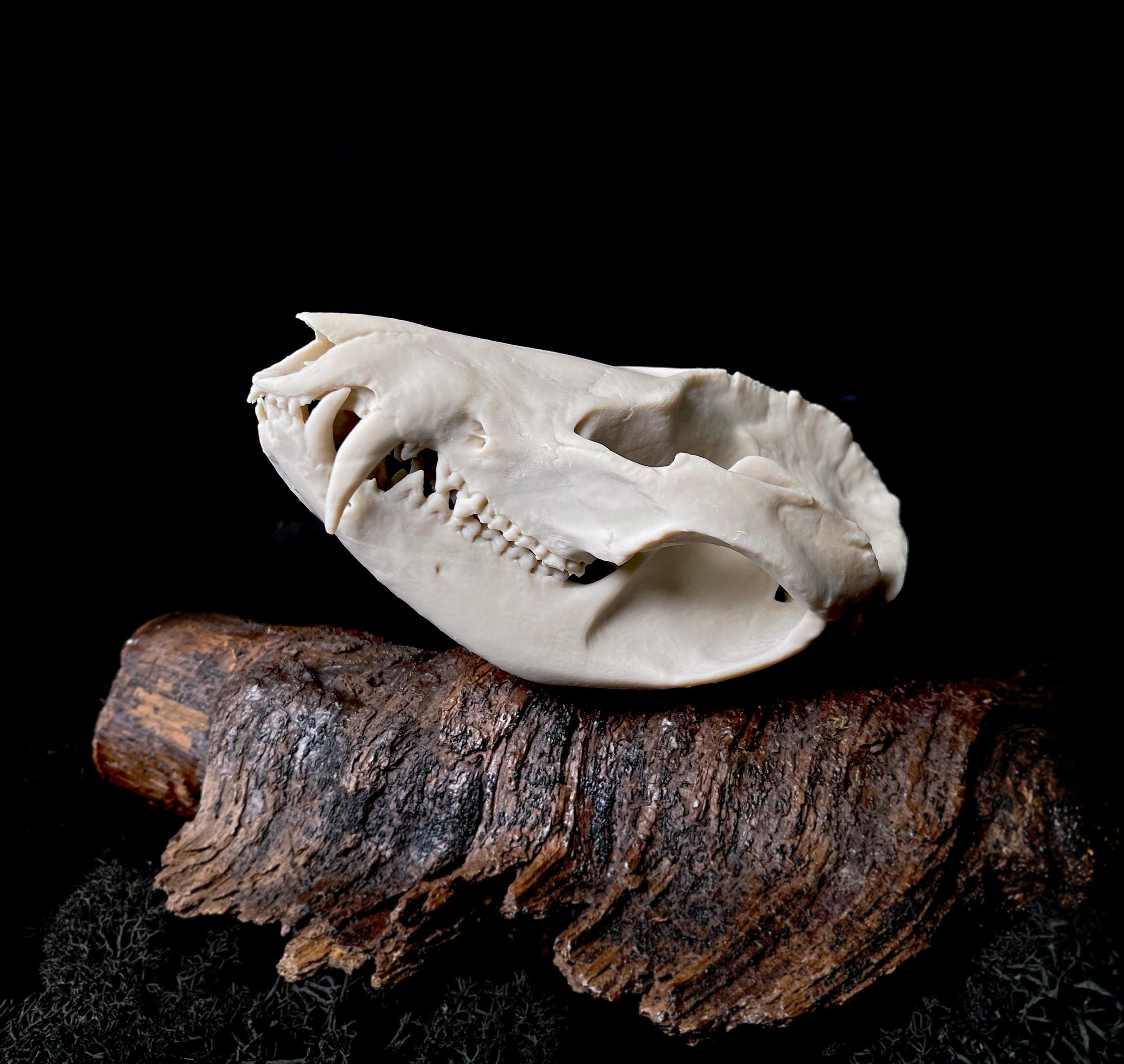 高品質 オポッサムの頭骨 ★ M サイズ オポッサムの頭蓋骨のレプリカ：8K樹脂、博物館品質 - Etsy 日本