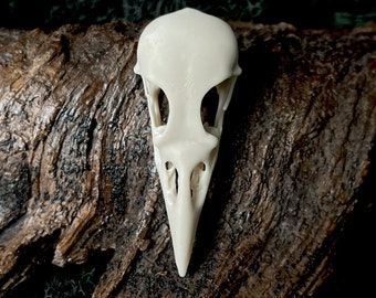 Samoan Starling Skull Replica: Life Size Resin Bird Skull (2.35