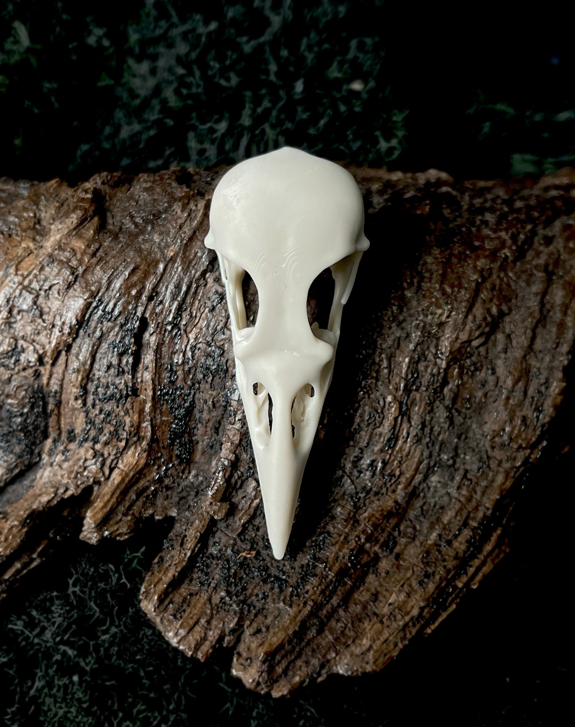 ヤナカーン Bird Skull Eye Socke BK BSK-001-04 インテリア小物 ヤナカーン Bird Skull Eye Socke BK BSK-001-04