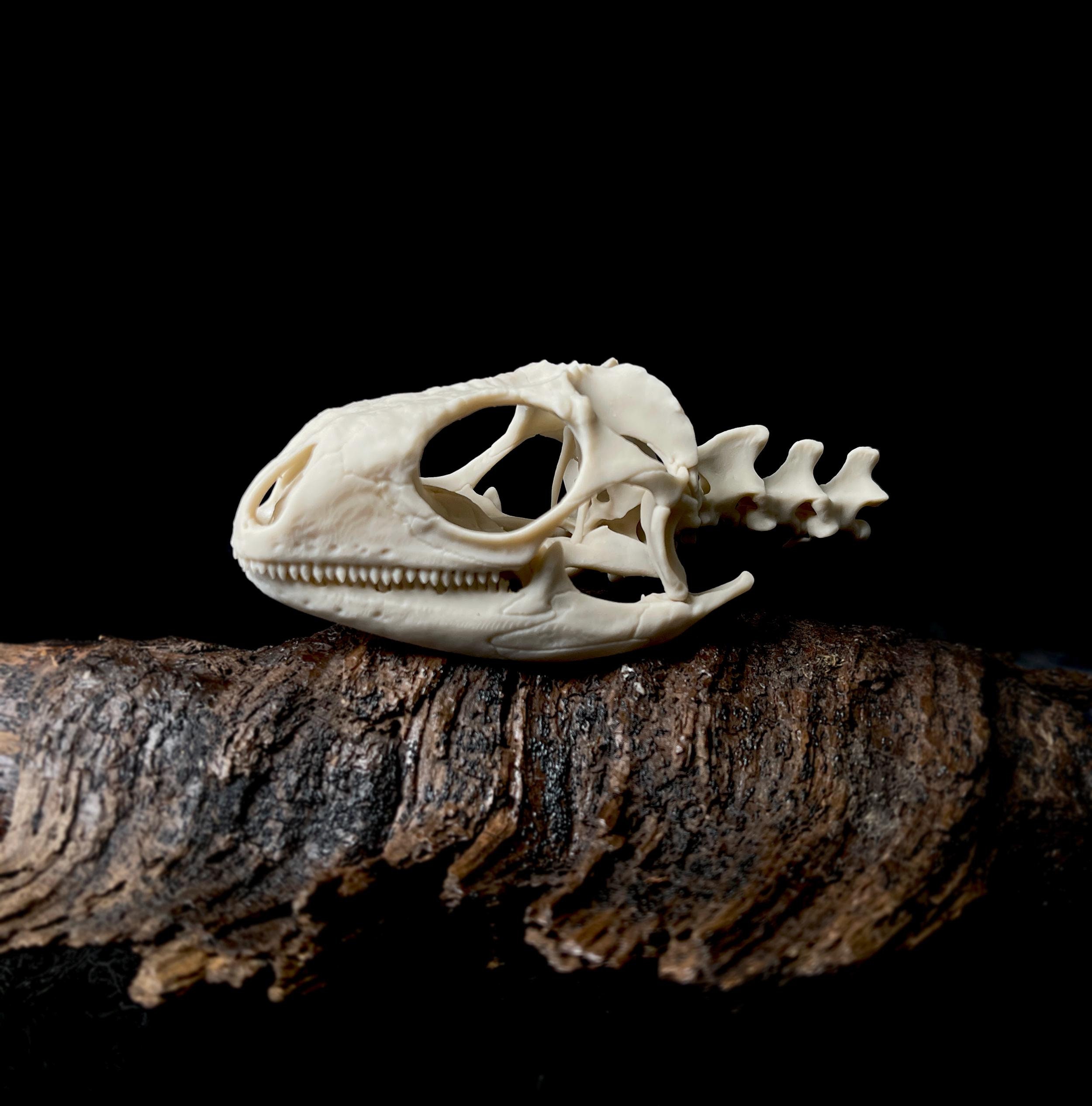 galcia ガルシア UROBOROS SKULL LING Iguana, Green Iguana, Lizard Skull, Replica Skull, Iguana