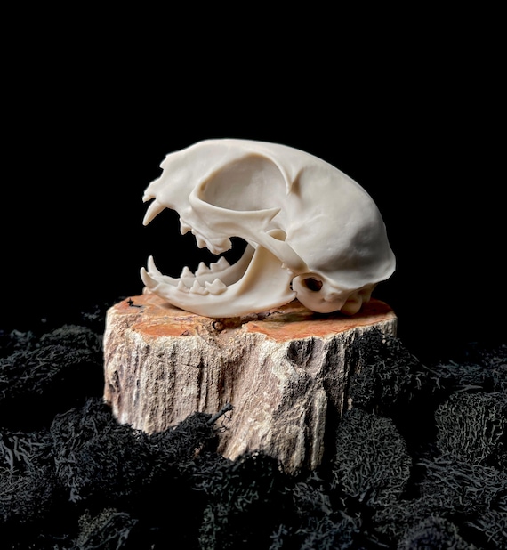 Life Size Cat Skull Replica: 8k Resin, Educational Oddity - Etsy