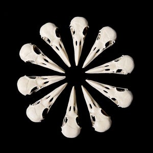 Resin Raven Skull Replica Lot: 4.5&quot; Educational Oddity