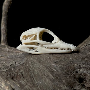 Resin Alligator Hatchling Skull Replica: Museum Quality Oddities