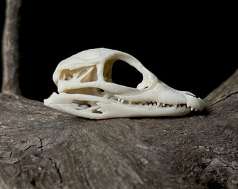 Resin Alligator Hatchling Skull Replica: Museum Quality Oddities