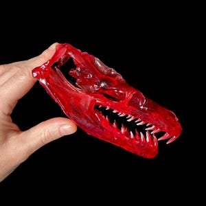 May include: A translucent red dragon skull with sharp teeth. The skull is held against a black background, showcasing its intricate details and the play of light through the material. The dragon skull is a unique decorative item.
