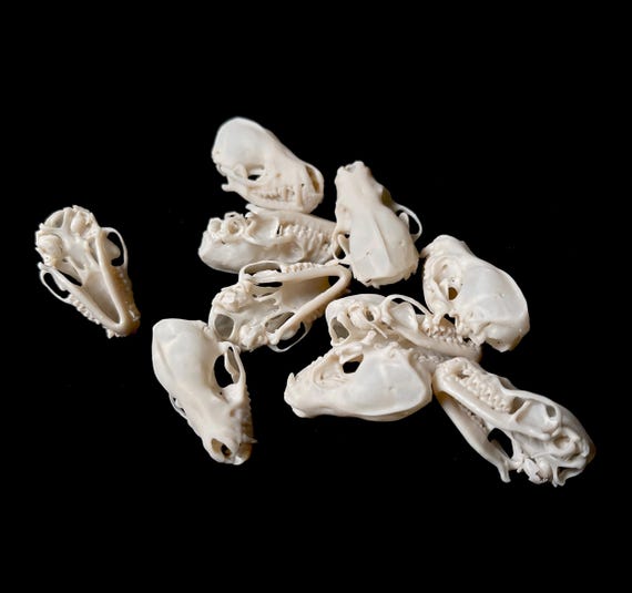Mouse-eared Bat Skull Replica Lot: 8k Resin, Educational