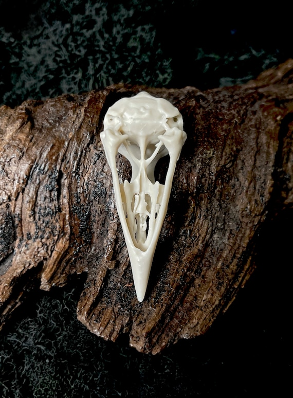 Samoan Starling Skull Replica: Life Size Resin Bird Skull (2.35