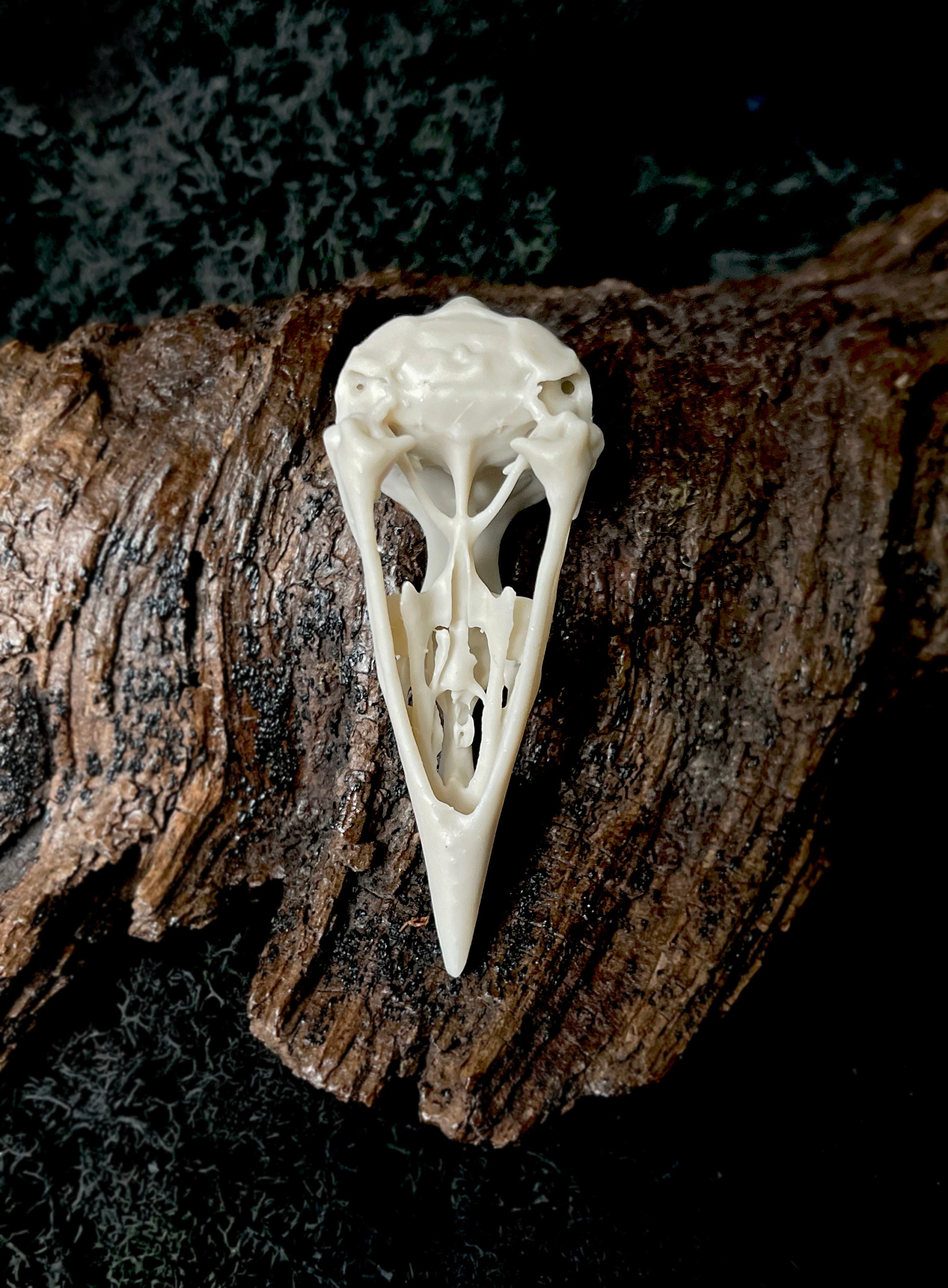 Samoan Starling Skull Replica: Life Size Resin Bird Skull (2.35