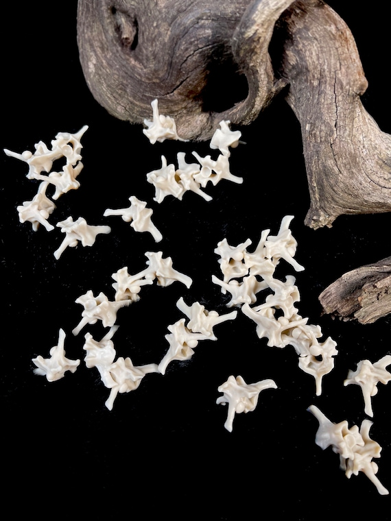 20 Resin Python Vertebrae Replicas: Museum Quality Bone Oddities
