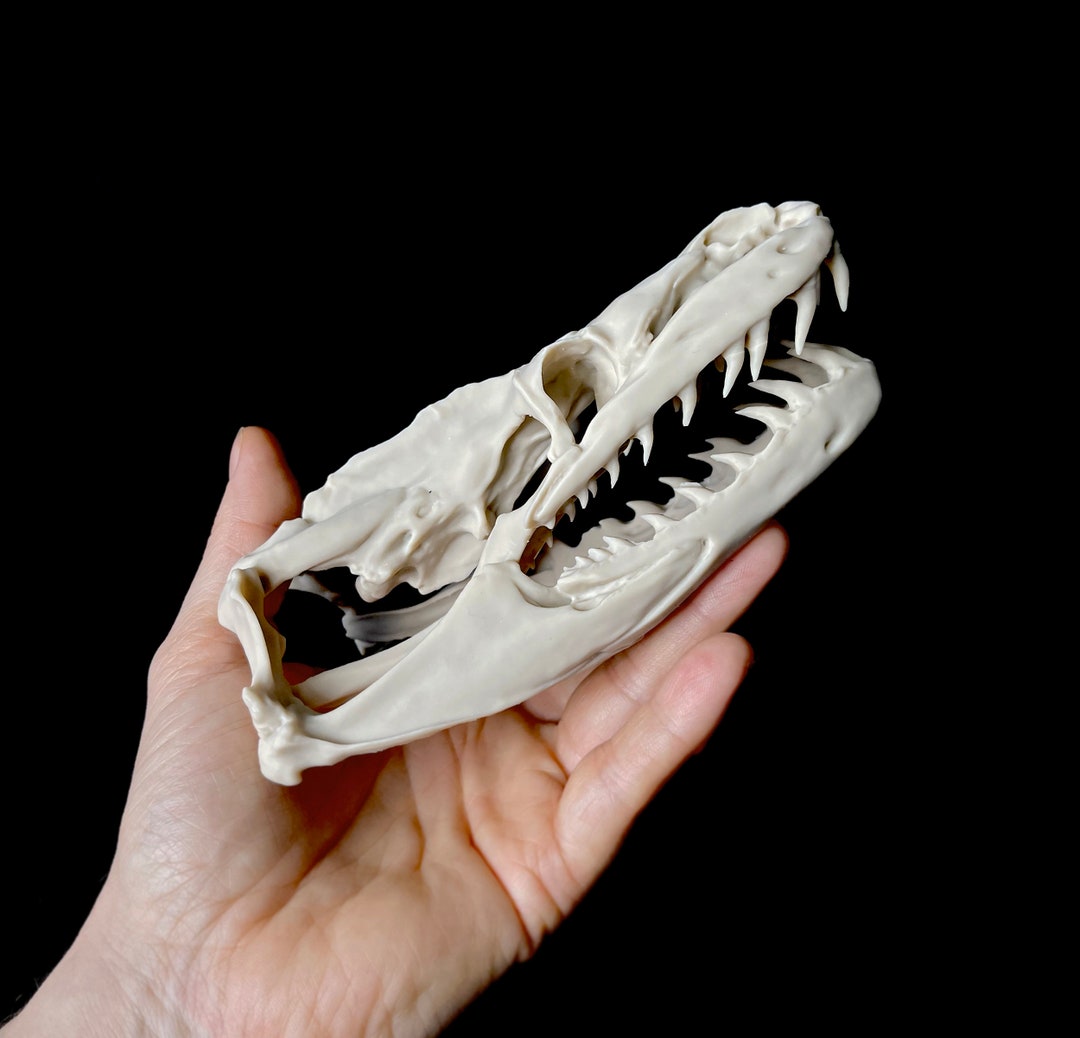 Reticulated Python, Python Skull, Snake Skull, Replica Skull, Resin ...