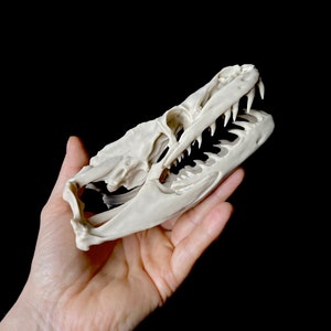 Op de afbeelding: Een witte plastic replica van een slangen schedel met een gedetailleerde kaak en tanden.