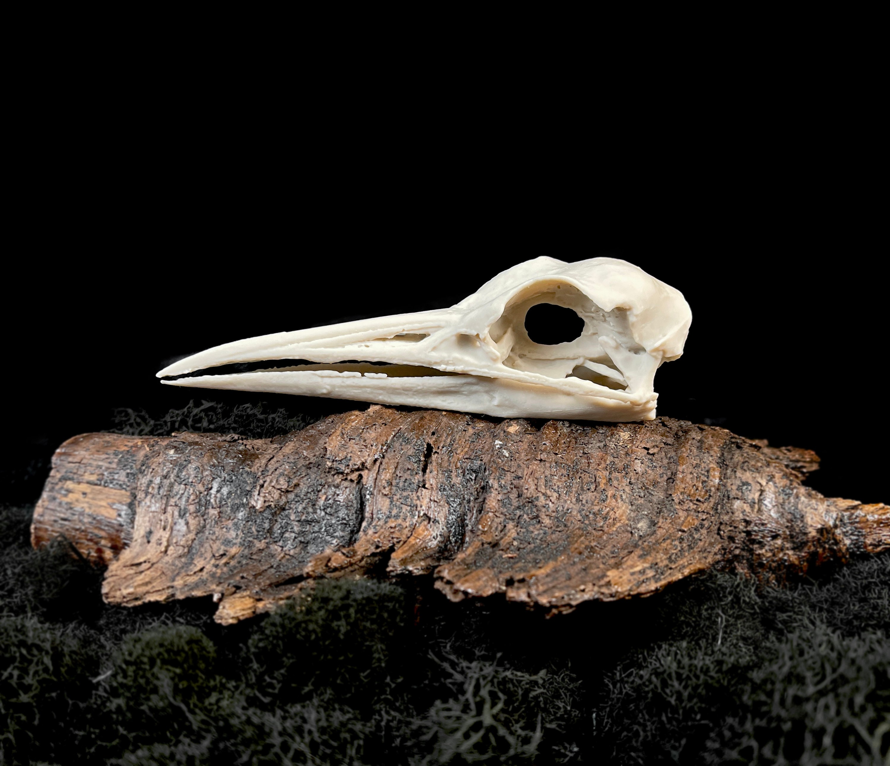 ヤナカーン Bird Skull Eye Socke BK BSK-001-04 Samoan Starling Skull Replica: Life Size Resin Bird Skull (2.35