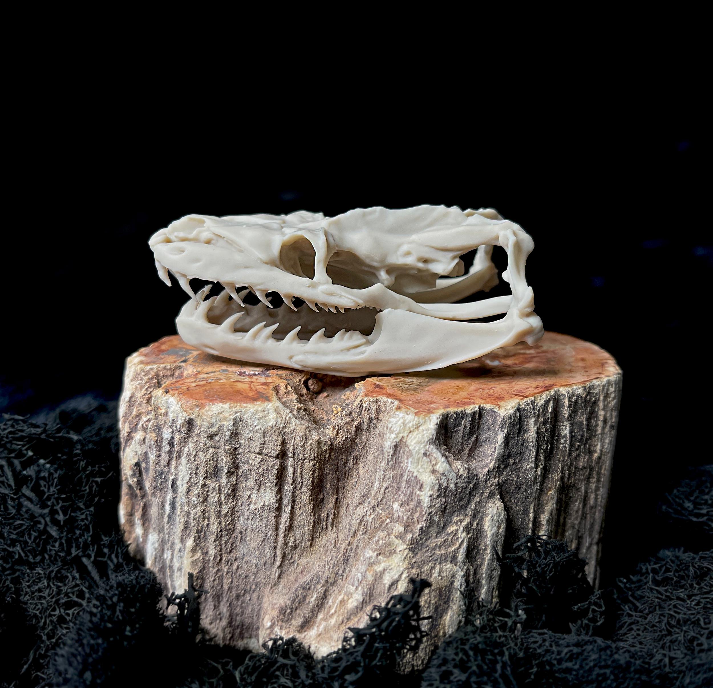 Reticulated Python Skull Replica: 3D Printed Resin - Etsy