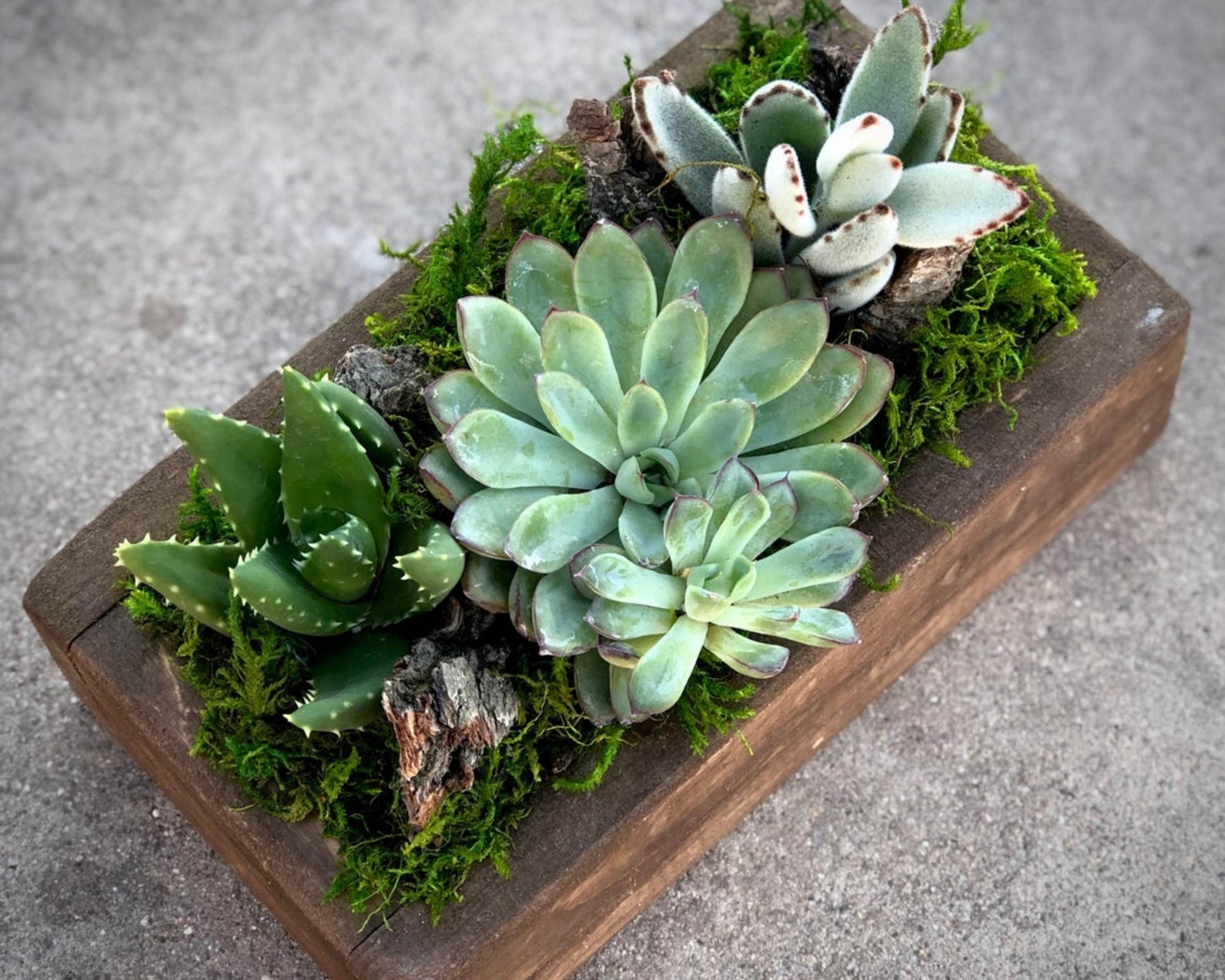 Succulent Sympathy Arrangement Live Succulent Gift Etsy