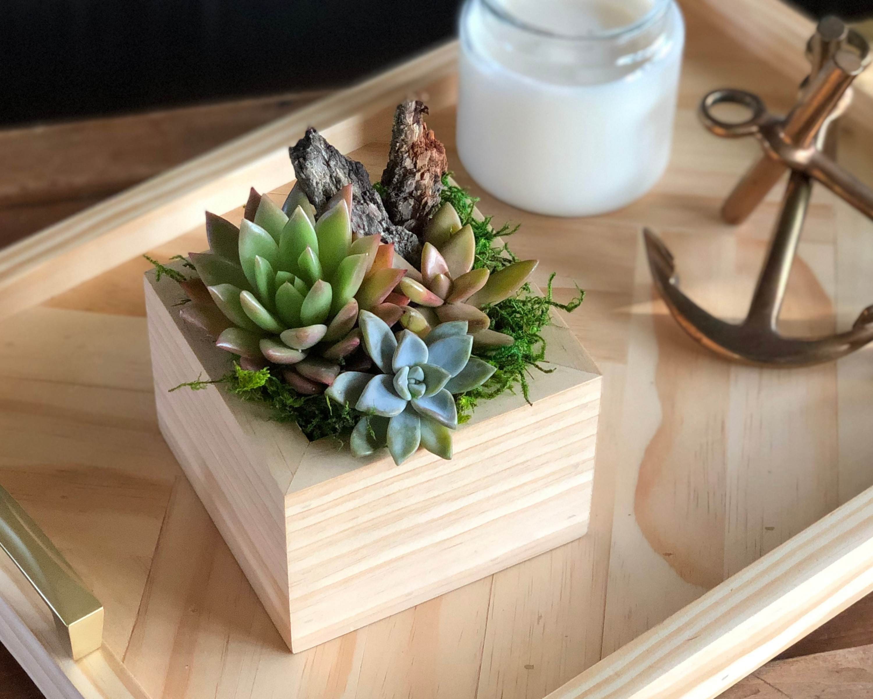 Sympathy Plant Gift Sympathy Succulent Sorry for Your Loss Etsy