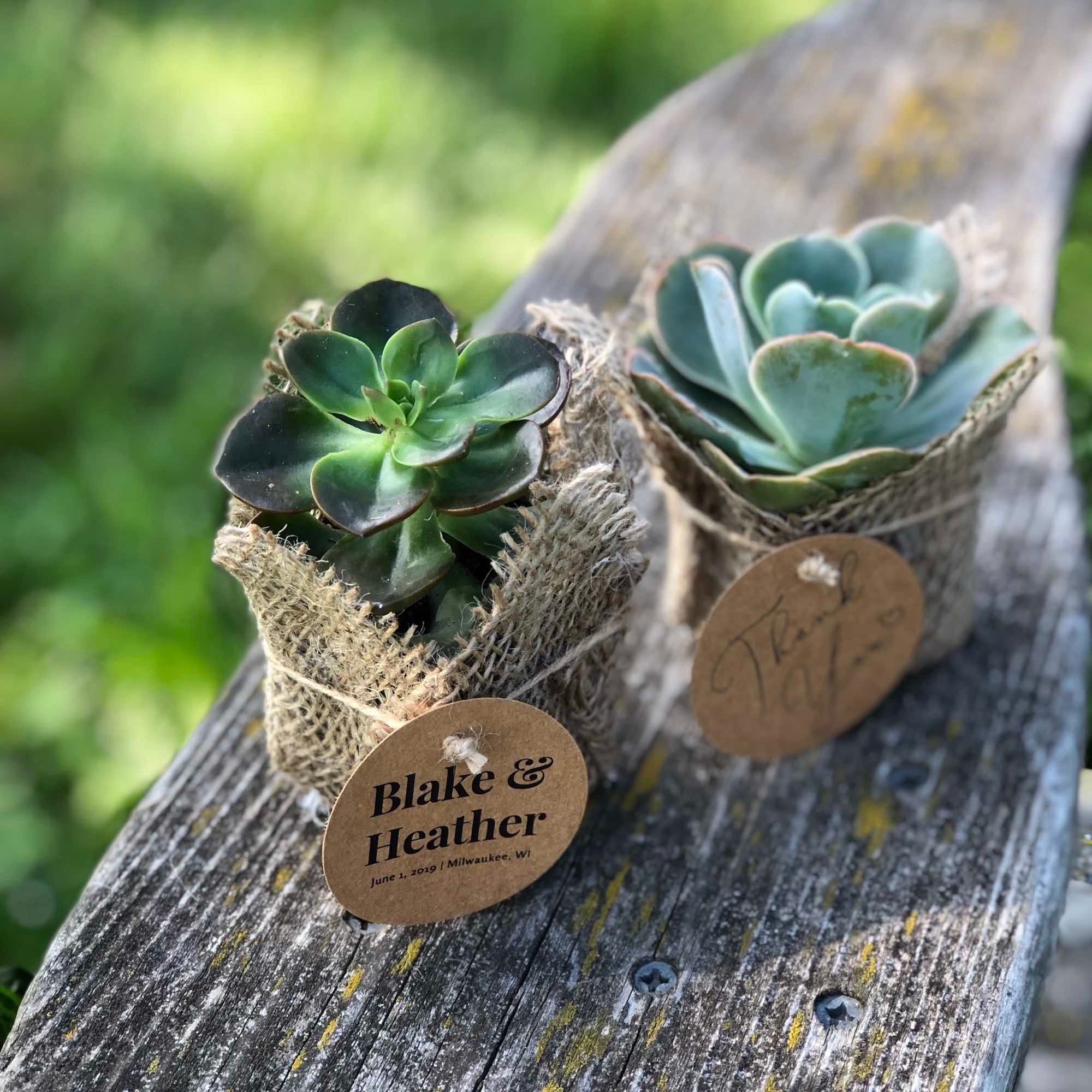 Faux Succulent Wedding Favors