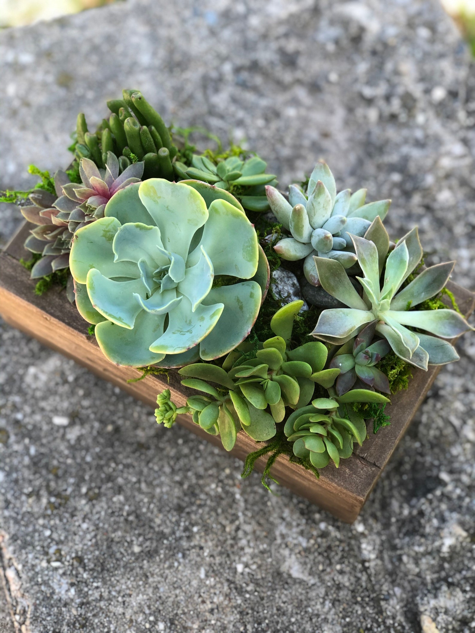 Sympathy Gift For Friend Succulent Sympathy Gift Sympathy Etsy