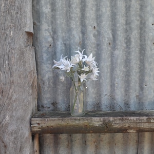 May include: A glass bottle with white flowers stands on a rustic wooden shelf. The backdrop is a corrugated metal wall and a weathered wooden post. The flowers have delicate, spiky petals.