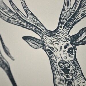 May include: A black and white illustration of a deer's head with antlers. The deer is looking directly at the viewer.
