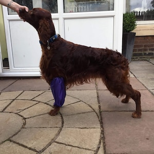 Show-Hunde-Weine / Pom Wraps - Standard Pudel, Irish Setter, Red and White Setter, English Springer Spaniel
