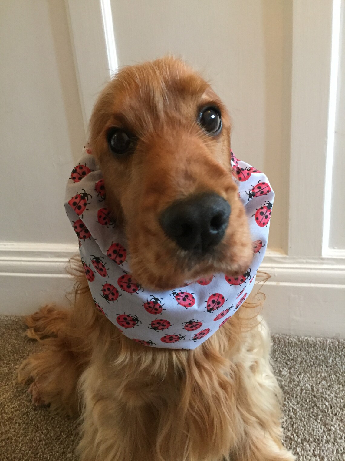 Dog Snood Medium Size Cocker Spaniel American Cocker Etsy