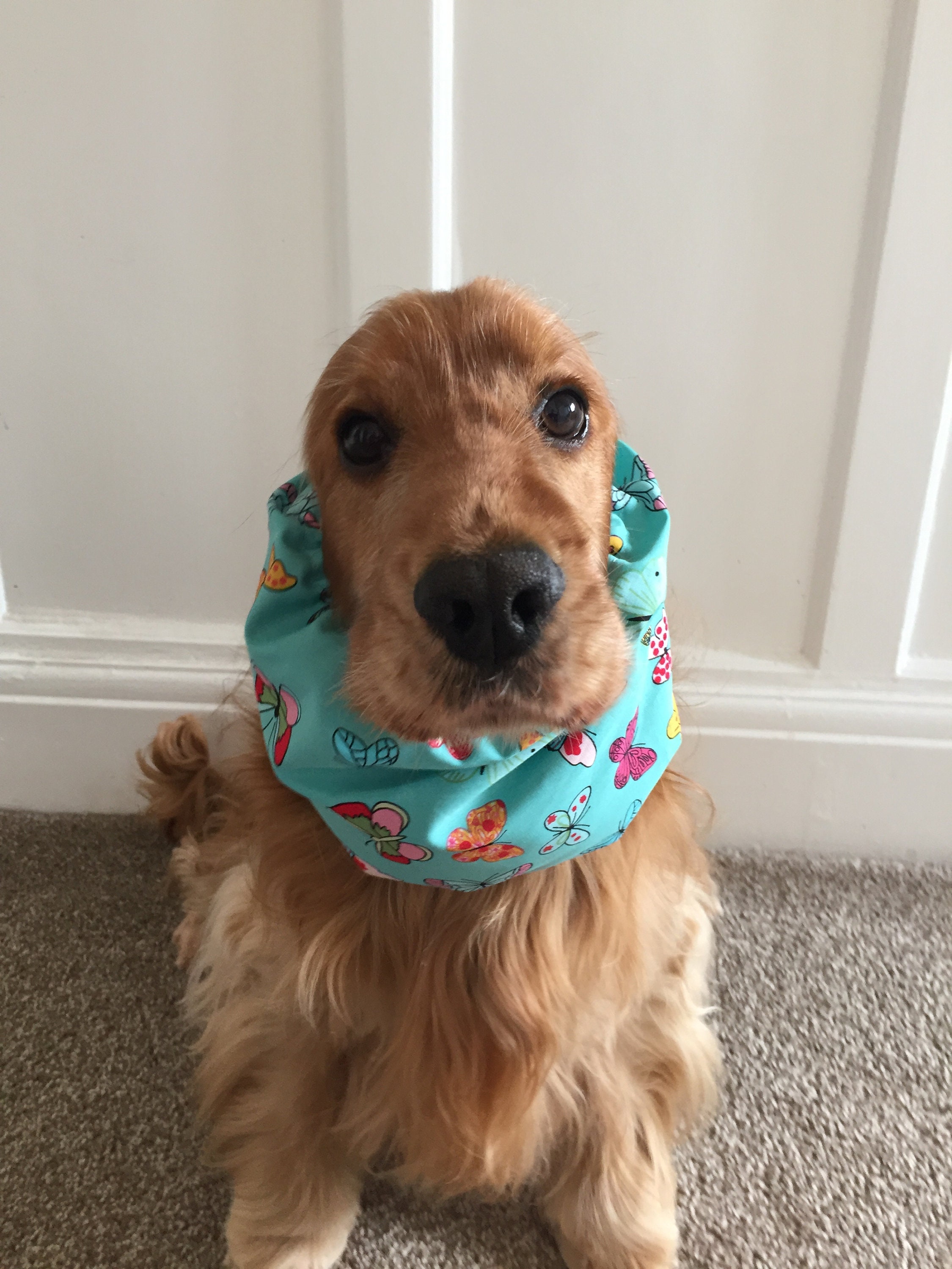 Dog Snood Medium Size Cocker Spaniel American Cocker Etsy UK