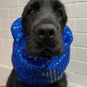 May include: A black dog wearing a blue sequined collar. The dog's face is in focus, with its dark eyes and nose prominent. The collar is a bright, shiny blue, contrasting with the dog's black fur. The background is a white brick wall.