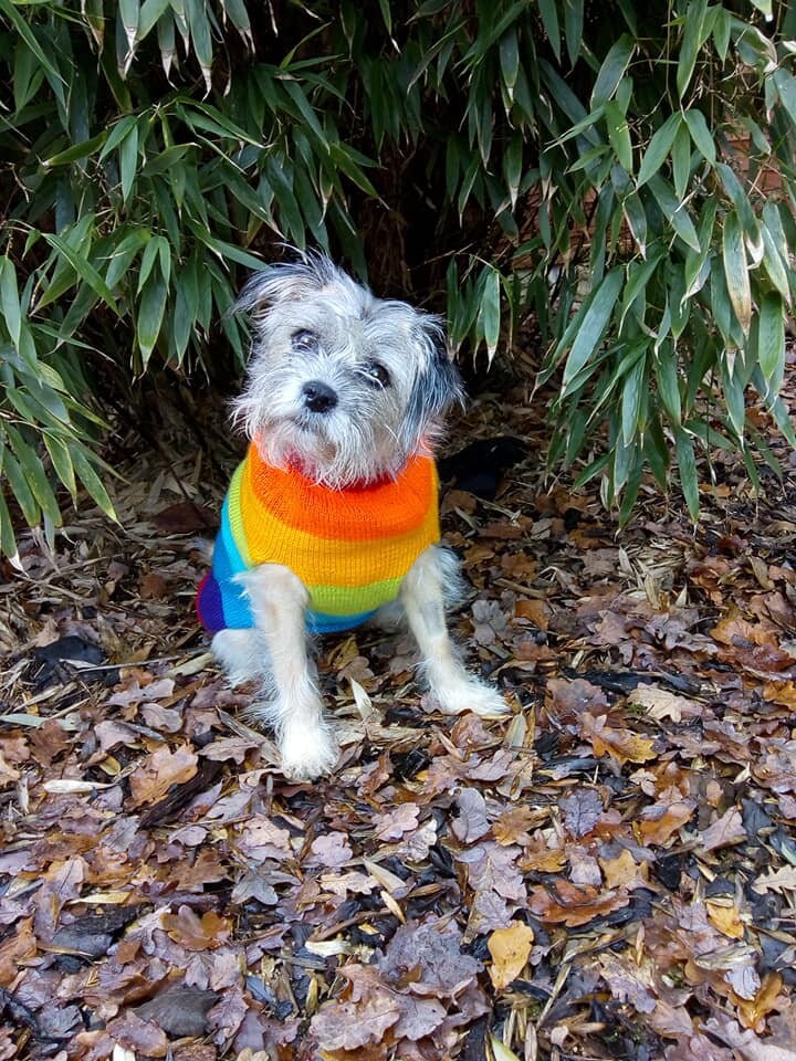 Hand Knit Dog/Pet Jumper in Rainbow and Ivory or Navy Blue Etsy
