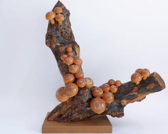 Mushrooms on Tree Japanese Handmade sculpture Natural wood Okimono ornament Signed by Master,8480