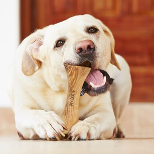 Healthy olive wood chewing bon for your dear dog+ Free Wood Wax