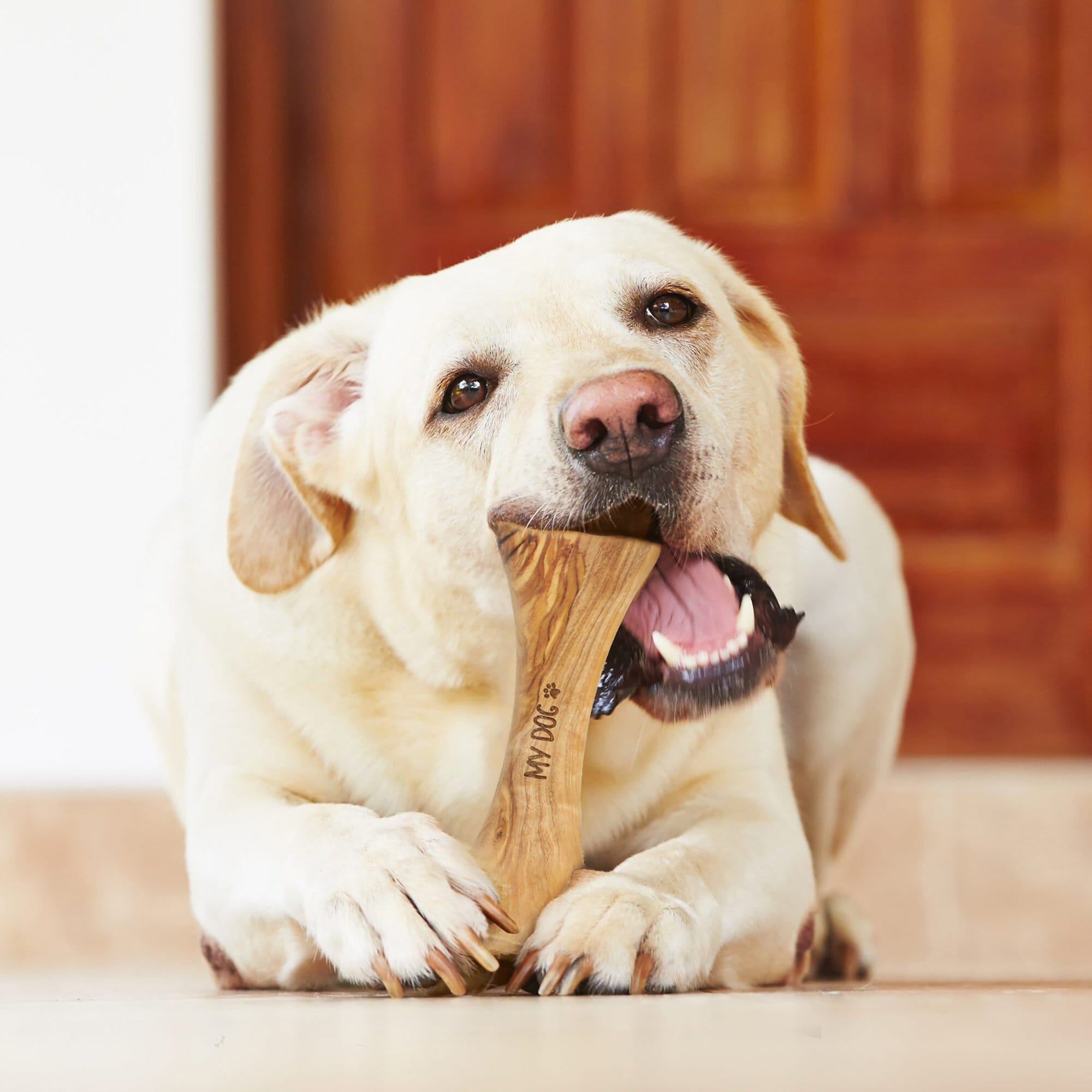 Can My Puppy Chew On A Bone