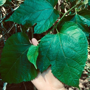 May include: Close-up of a hand holding three large, green leaves with prominent veins. The leaves are from a mulberry tree.