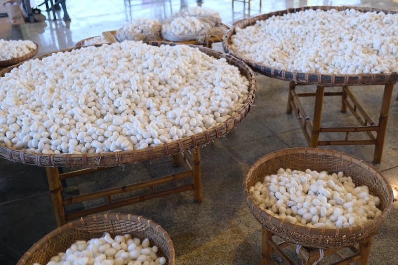 May include: White silk cocoons are displayed in woven baskets on wooden stands. The cocoons are piled high in the baskets, creating a textured and organic look.