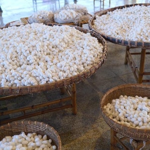 May include: White silk cocoons are displayed in woven baskets on wooden stands. The cocoons are piled high in the baskets, creating a textured and organic look.
