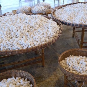 May include: White silk cocoons are displayed in woven baskets on wooden stands. The cocoons are piled high in the baskets, creating a textured and organic look.