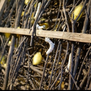 May include: Close-up of a silkworm cocoon, a white silkworm, and several brown twigs. The cocoon is yellow and the silkworm is white. The twigs are arranged in a criss-cross pattern.