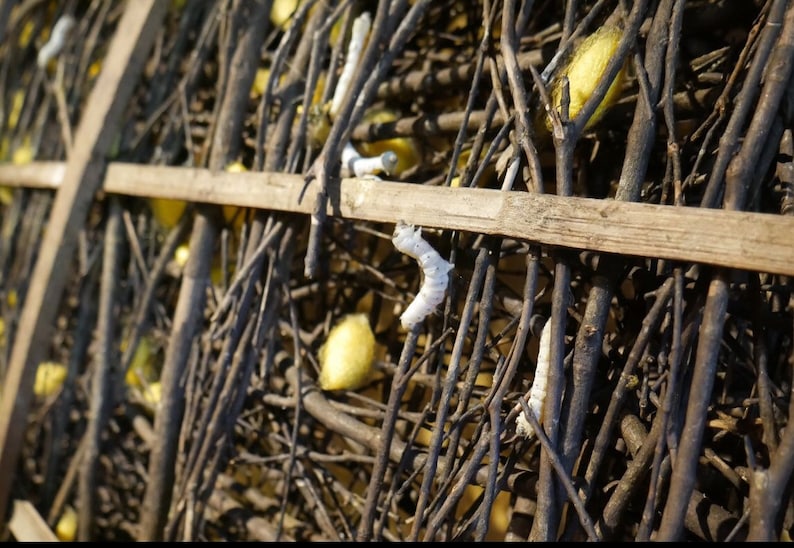 May include: Close-up of a silkworm cocoon, a white silkworm, and several brown twigs. The cocoon is yellow and the silkworm is white. The twigs are arranged in a criss-cross pattern.