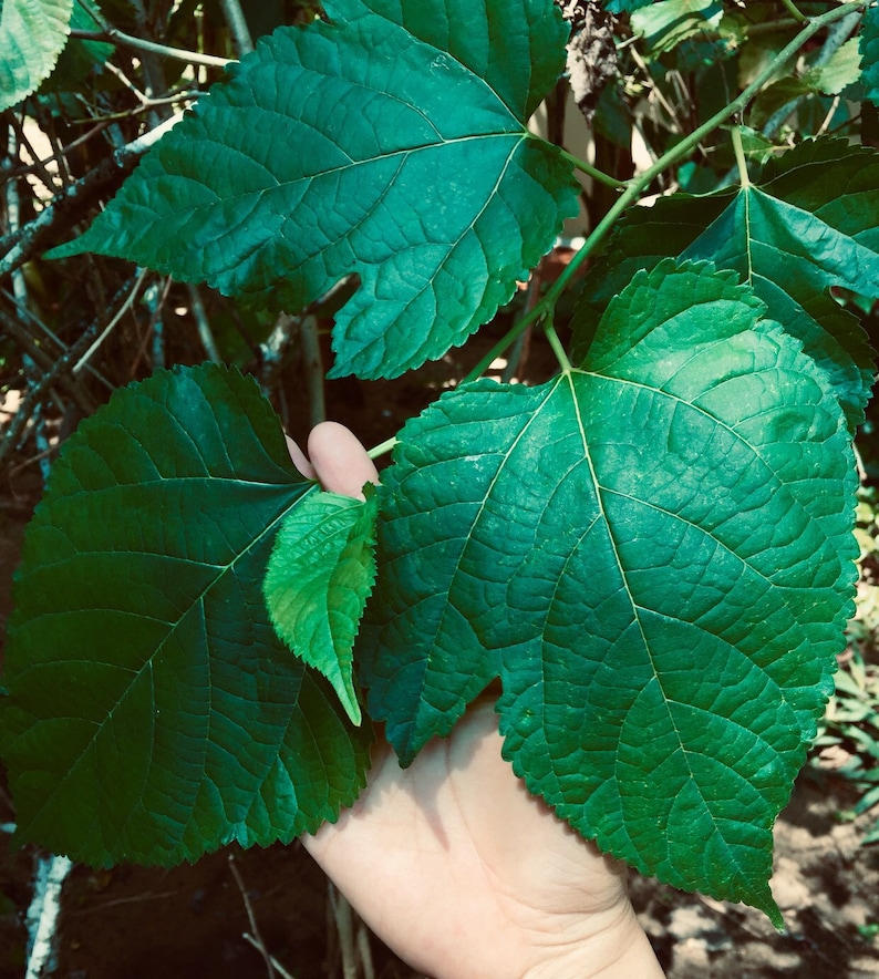 May include: Close-up of a hand holding three large, green leaves with prominent veins. The leaves are from a mulberry tree.