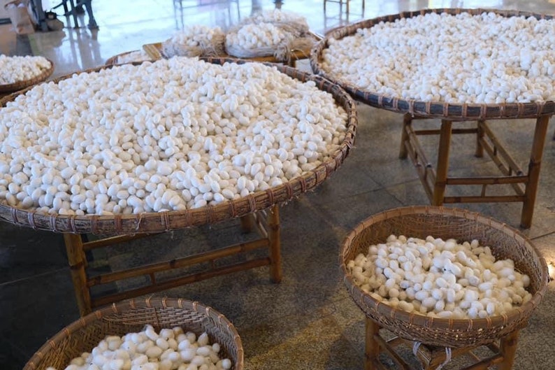 May include: White silk cocoons are displayed in woven baskets on wooden stands. The cocoons are piled high in the baskets, creating a textured and organic look.
