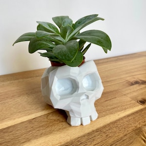 Puede incluir: Un macetero de calavera blanco de cerámica con un diseño geométrico, que contiene una pequeña planta suculenta verde.