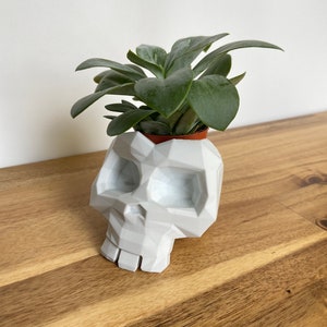 Op de afbeelding: Witte geometrische schedelvormige plantenpot met een vetplant die erin groeit. De pot is gemaakt van keramiek en heeft een matte afwerking.