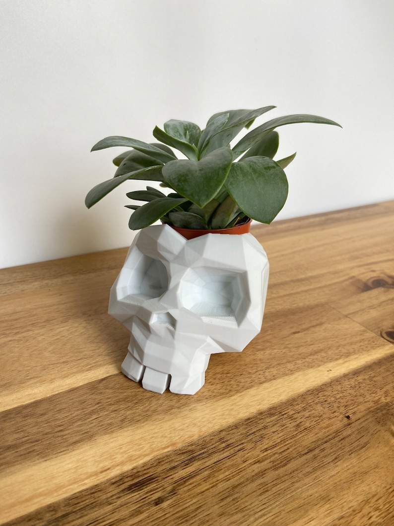 Op de afbeelding: Witte geometrische schedelvormige plantenpot met een vetplant die erin groeit. De pot is gemaakt van keramiek en heeft een matte afwerking.