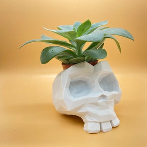 Op de afbeelding: Een witte geometrische schedelvormige plantenpot met een vetplant die erin groeit. De pot is gemaakt van keramiek en heeft een matte afwerking.